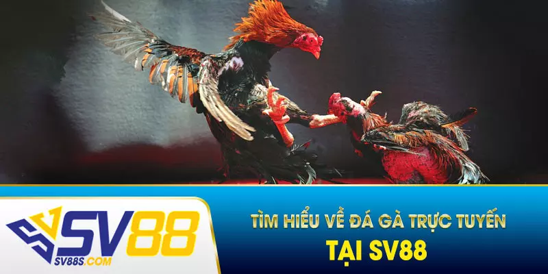 Đôi nét về đá gà trực tuyến tại SV88