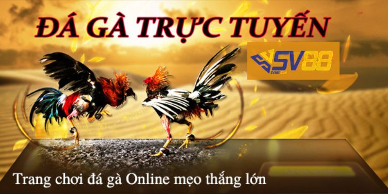 Vì sao chơi đá gà Online càng ngày càng được ưa chuộng